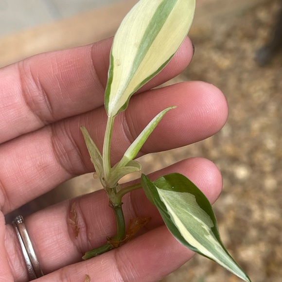 Philo rio cutting - Picture 3 of 4